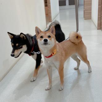 張貴斐帶著Bebe&Siri 來報到囉！