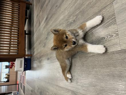 文文帶著胡麻醬來報到囉！