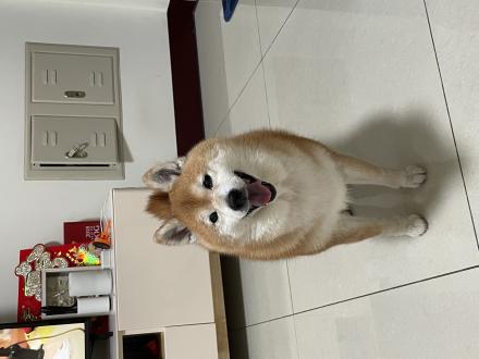 Penny Ji帶著奇奇來報到囉！