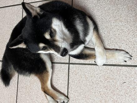 maple帶著妞妞來報到囉！