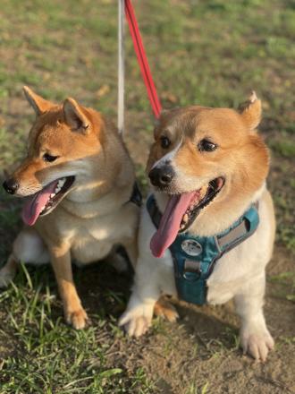 Priscilla帶著Hana (Q 仔是柯基大哥)來報到囉！