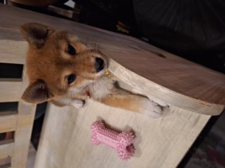 靜宜 李帶著99來報到囉！