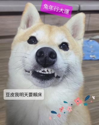 Wing帶著豆皮來報到囉！