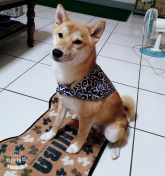 彭子文帶著Davis來報到囉！