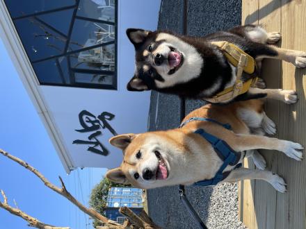 chun帶著黑醬、HERO來報到囉！