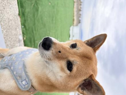 維尼帶著阿Q來報到囉！