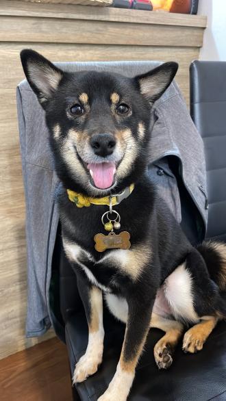 王思婷帶著豆皮來報到囉！