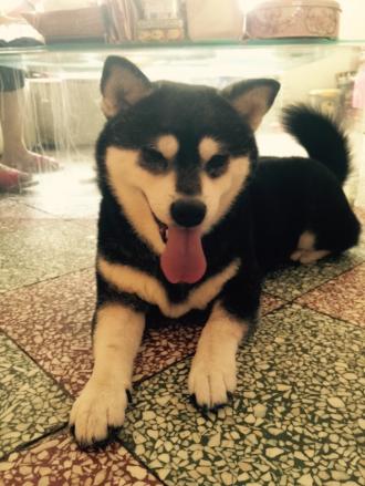 Kitunen Chang帶著popo來報到囉！