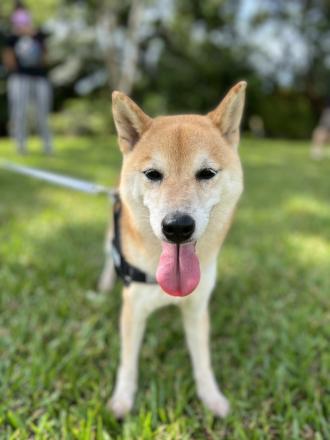 柴妹媽帶著柴妹來報到囉！