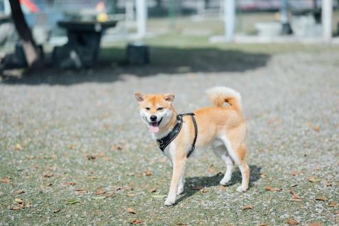 Gill Cheng帶著虔虔來報到囉！