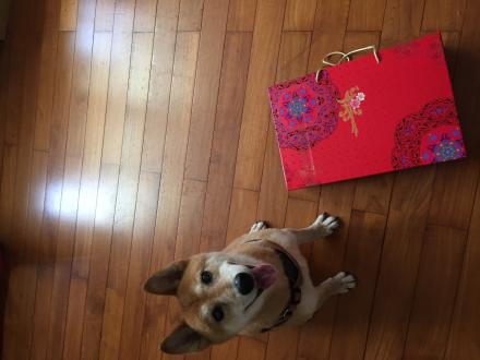 Viola帶著Kero來報到囉！