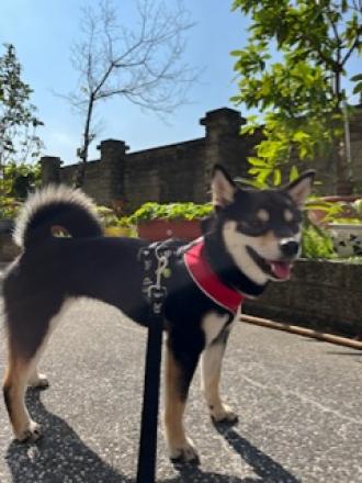 毛毛帶著毛毛來報到囉！