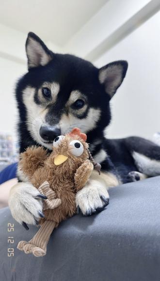 LXYH帶著林三寶來報到囉！