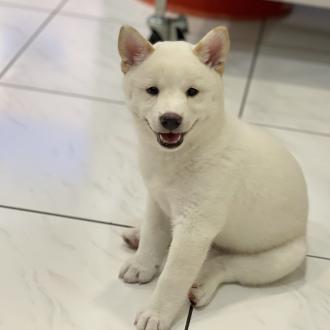 鄭瑞通帶著林旺萊來報到囉！