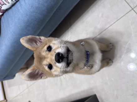 廖希恩帶著跳跳來報到囉！