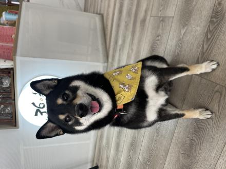 歪歪麻 帶著歪歪來報到囉！