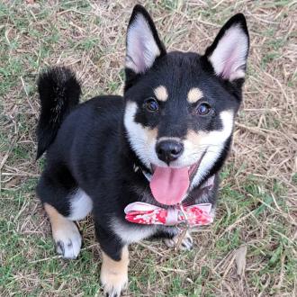 毛亭方帶著可樂來報到囉！