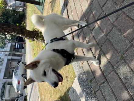 Bailey 麻帶著Bailey 來報到囉！