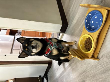 Sherry帶著Coach來報到囉！