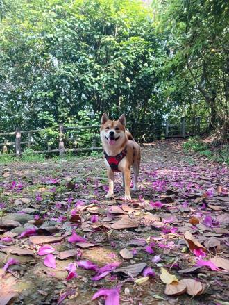 雅萍帶著麻吉來報到囉！