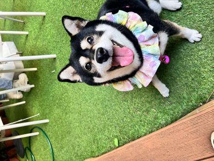 Chen Fang LaLa帶著黑咩來報到囉！