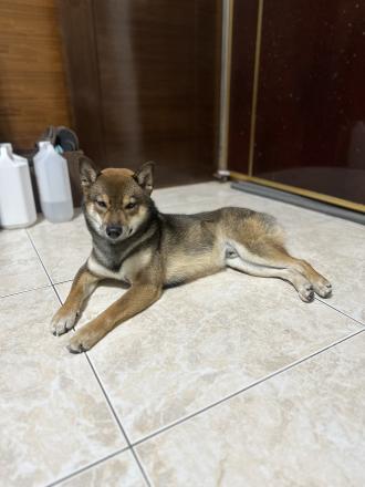 姚乃菁帶著小虎來報到囉！