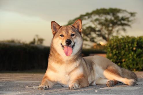 Brian Wu帶著Amy來報到囉！