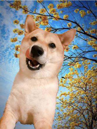 Wilbur Lo帶著Billy來報到囉！