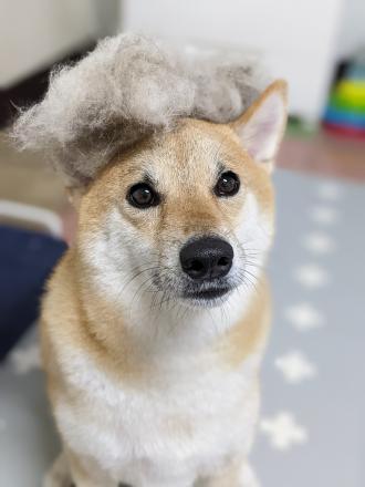 郭佳芙帶著Funny來報到囉！