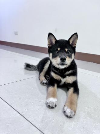 蔡獻偉帶著滴兜來報到囉！