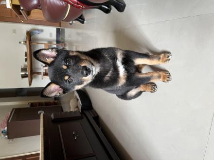 Amy Lin帶著Oreo來報到囉！