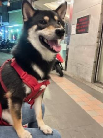 Ching Ting帶著奈洛比來報到囉！