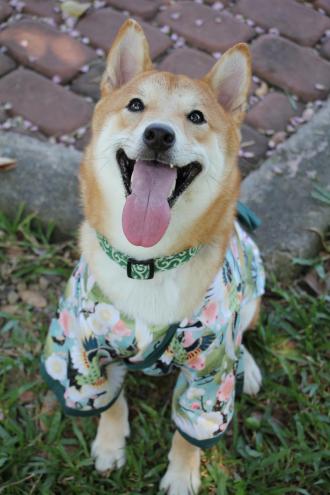 進柴帶著Ponny來報到囉！