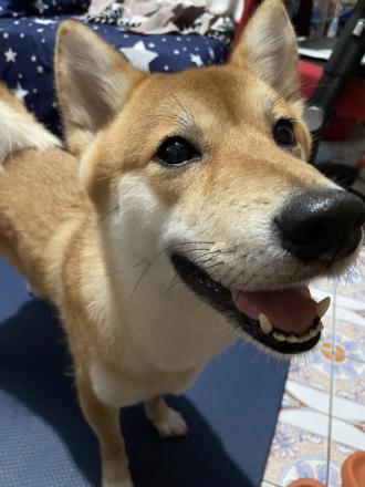 Willbe Yu帶著球球來報到囉！