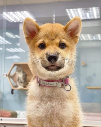 游龍玉帶著奶瓶來報到囉！