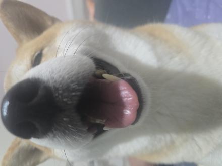 小雲帶著小哺來報到囉！