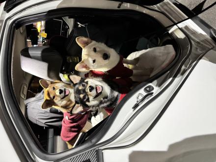 花花帶著林小愛黑柴.簡旺財赤柴.簡福興白柴來報到囉！