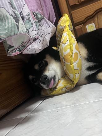 艾利帶著兩津來報到囉！