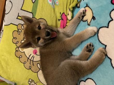 yanyi帶著eagle 來報到囉！