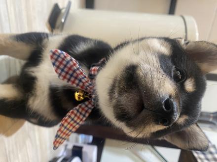 Lia帶著Biru來報到囉！