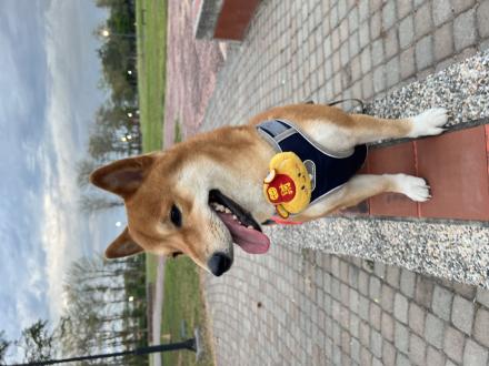 吳靜如帶著福寶來報到囉！