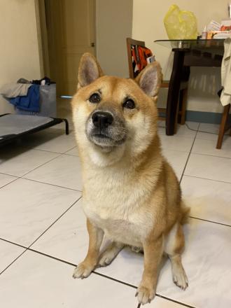 Nicole Chen帶著古吉來報到囉！