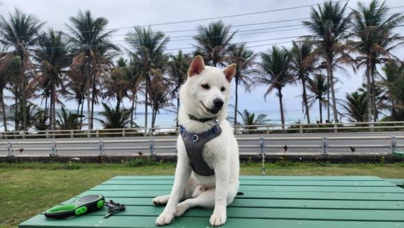 元寶帶著元寶來報到囉！