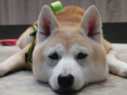 吳怡禎帶著LUNA來報到囉！