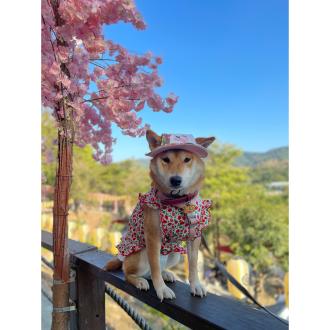 陳曉佩帶著韓吉來報到囉！