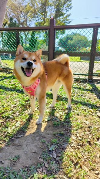 Jiayu Chang帶著片片來報到囉！