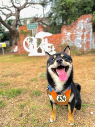 Niou Niou Su帶著ビール(啤酒)來報到囉！