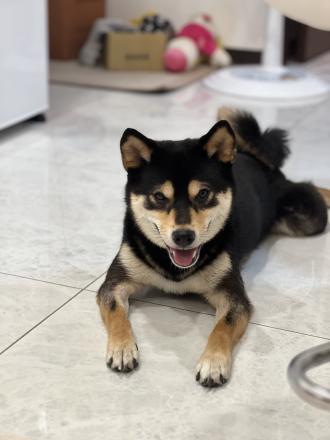 鳳翎帶著黑皮來報到囉！