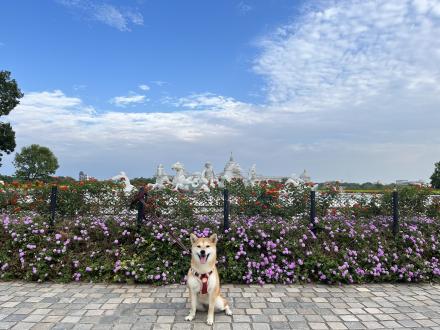鴨子帶著柑仔來報到囉！