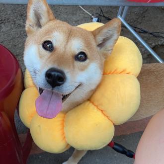 Azuki麻麻帶著Azuki來報到囉！